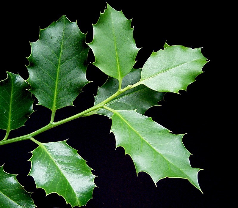 Parts Of A Holly Leaf